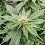 ☆Winterspecial Bratapfel (regulär)☆