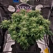 ☆Winterspecial Bratapfel (regulär)☆