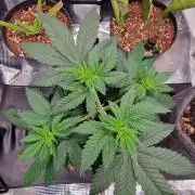 ♡-CBD Mazar (Mini Grow)-♡