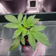 ♡-CBD Mazar  (Mini Grow)-♡