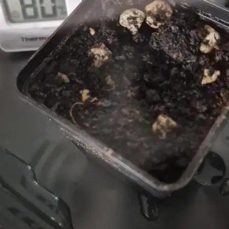 ♡-CBD Mazar  (Mini Grow)-♡