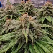 ☆Winterspecial Bratapfel (regulär)☆