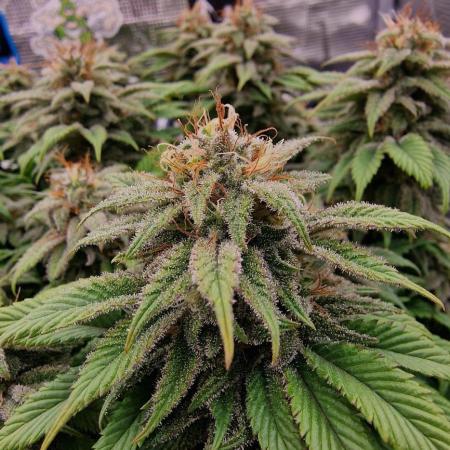 ☆Winterspecial Bratapfel (regulär)☆