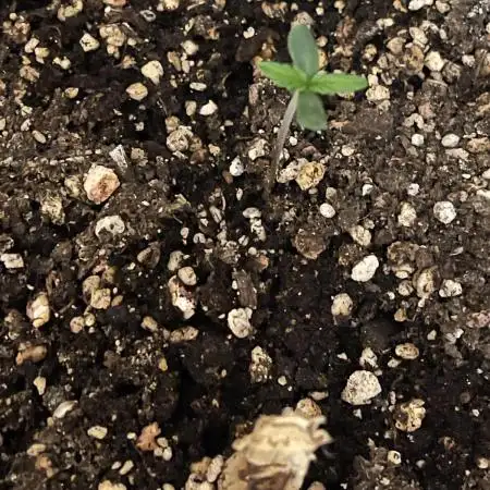 Seed rqs watermelon