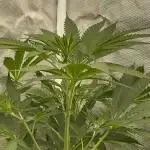 Clone update