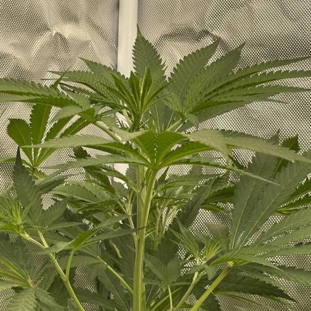 Clone update