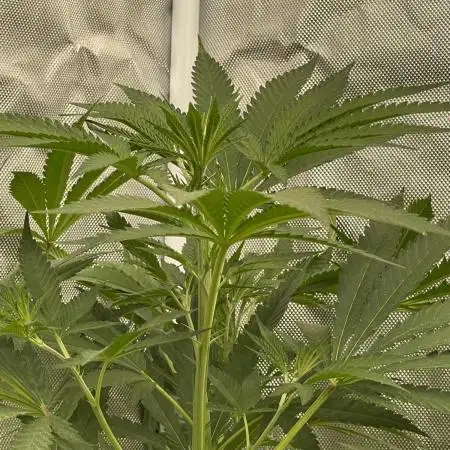 Clone update