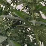 Forbidden fruit
