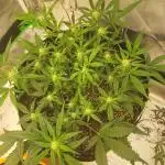 Monster Pie - By Dream Beans