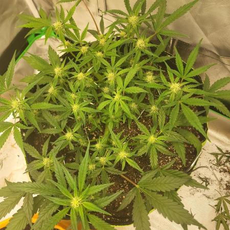 Monster Pie - By Dream Beans