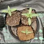 GROW REPORT 1