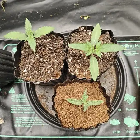 GROW REPORT 1