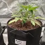 GROW REPORT 1