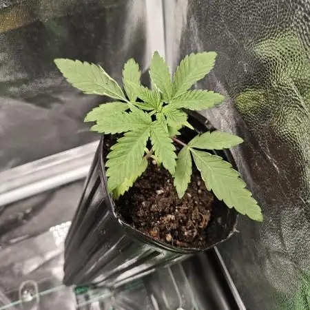 GROW REPORT 1