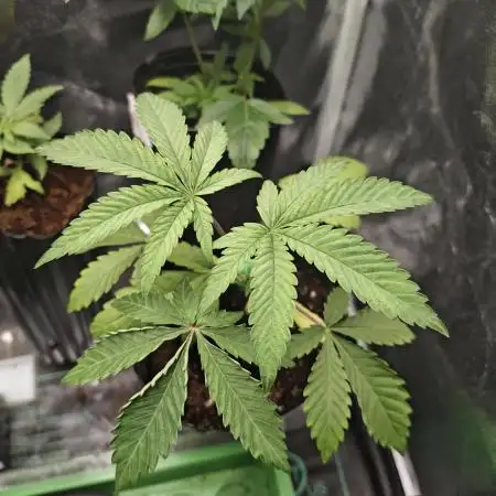 GROW REPORT 1