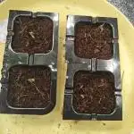 GROW REPORT 1