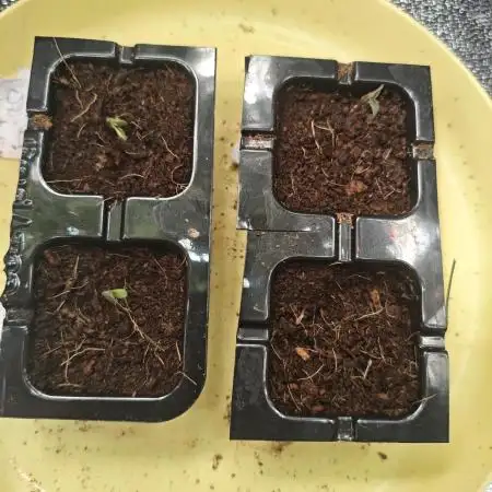 GROW REPORT 1
