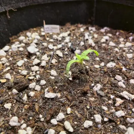 Winter Grow Projects 25-26