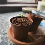 Winter Grow Projects 25-26