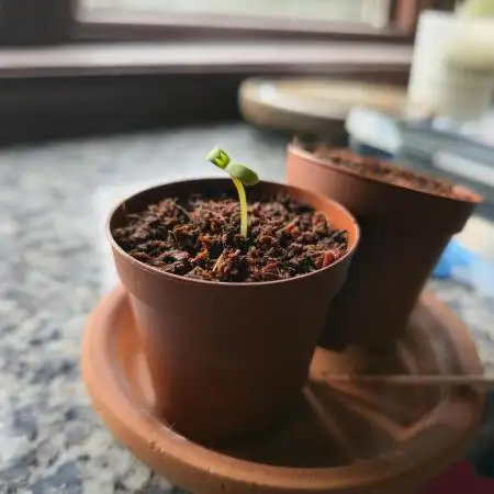 Winter Grow Projects 25-26