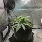 Winter Grow Projects 25-26