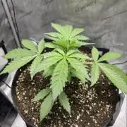 Blueberry Honey