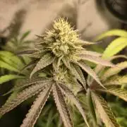 Winter Grow Projects 25-26