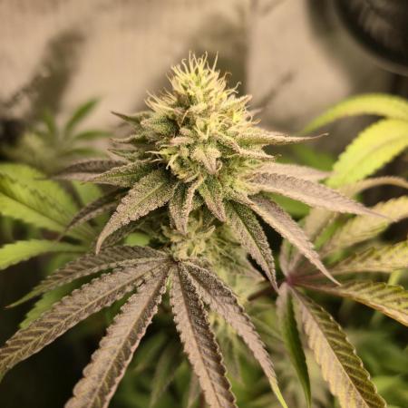 Winter Grow Projects 25-26