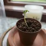 Greenhouse Grows