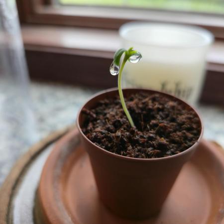 Greenhouse Grows