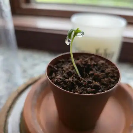 Greenhouse Grows