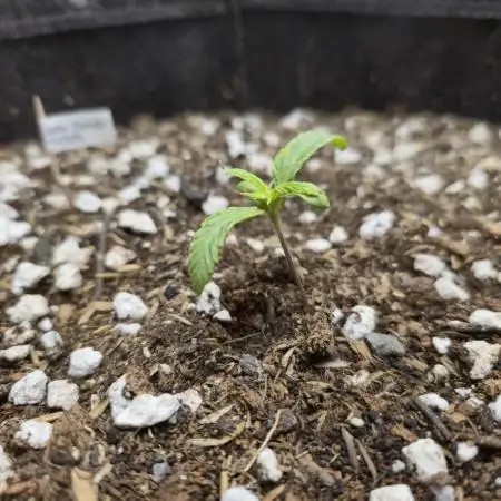 Winter Grow Projects 25-26