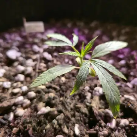 Winter Grow Projects 25-26