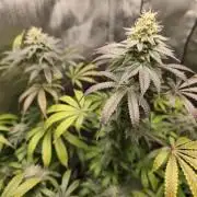 Greenhouse Grows