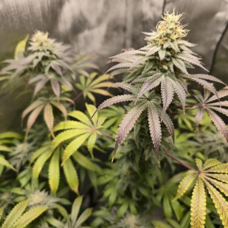 Greenhouse Grows