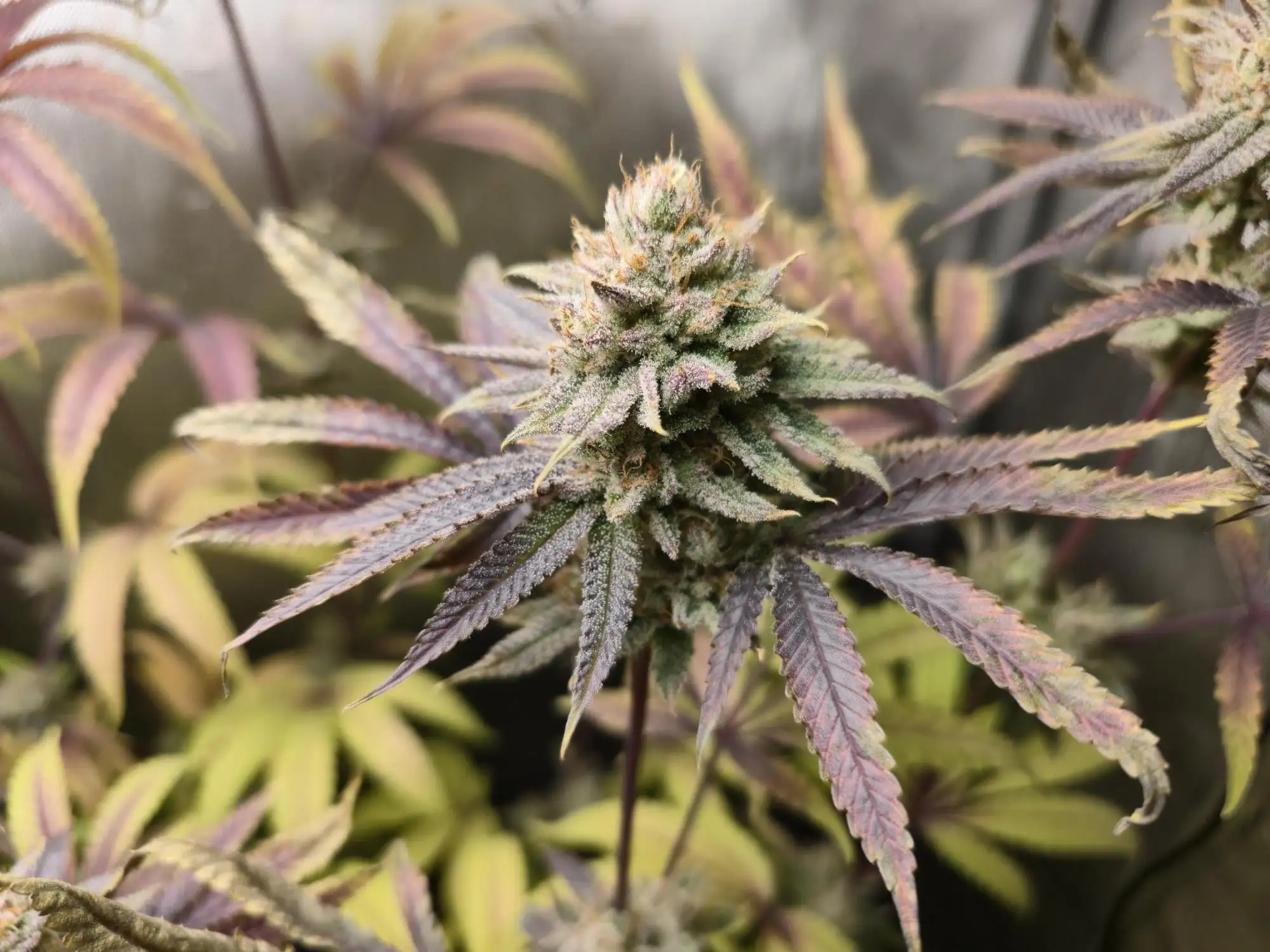 Jelly Donut Cannabis Strain Products - GrowDiaries