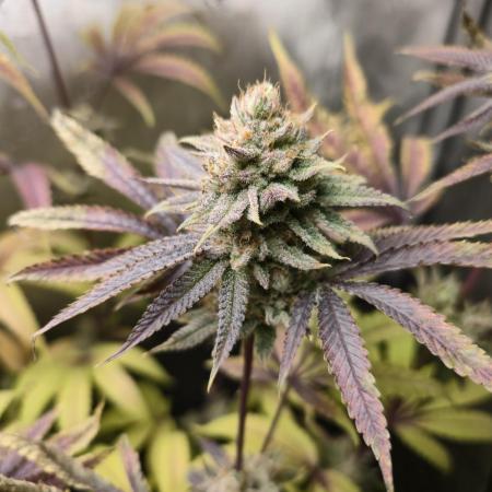 Winter Grow Projects 25-26