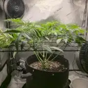 Winter Grow Projects 25-26