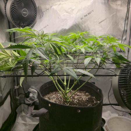 Winter Grow Projects 25-26