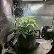 Winter Grow Projects 25-26