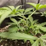Winter Grow Projects 25-26