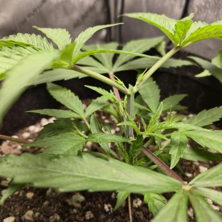 Winter Grow Projects 25-26