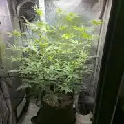 Winter Grow Projects 25-26