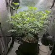 Winter Grow Projects 25-26