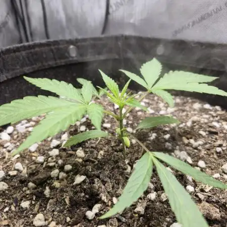 Winter Grow Projects 25-26