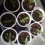 Alien og/ foul mouth grow