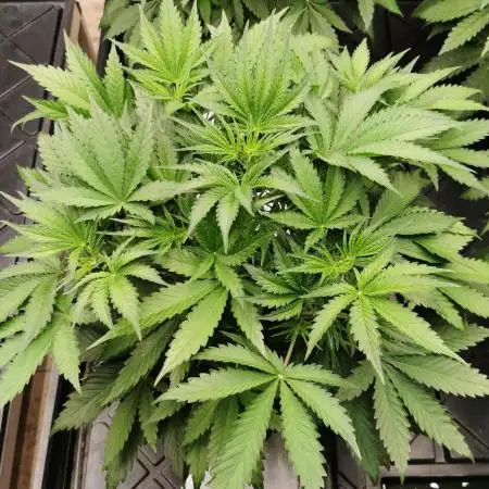 Rock Wool - Grow