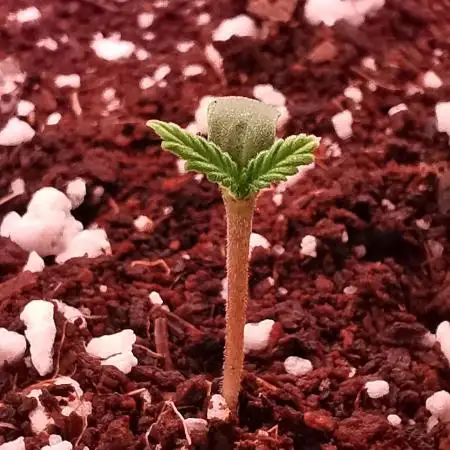 Gelato Auto - 2Fast4Buds