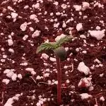Strawberry Gorilla Auto - 2Fast4Buds