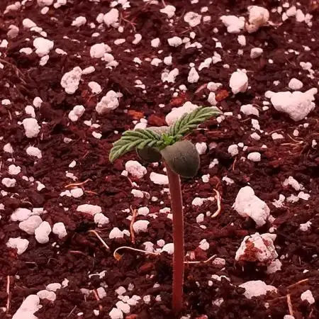Strawberry Gorilla Auto - 2Fast4Buds